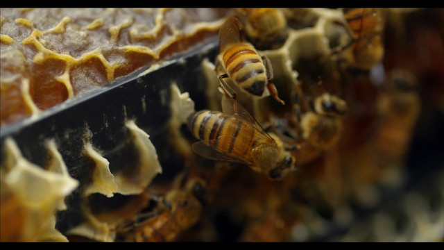 downloads 4k samples videos honey bees 96fps ultra hd